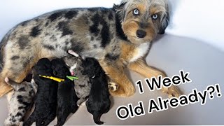 The Most Adorable 1 Week Old Aussiedoodle Puppies  ShaeXKipper [upl. by Strade]