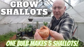 Grow Shallots Gardening Allotment UK Grow Vegetables At Home [upl. by Eissac]