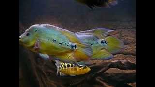 trimac cichlids [upl. by Nnylyrehc]