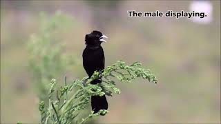 Whitewinged Widowbird male displaying [upl. by Crist523]