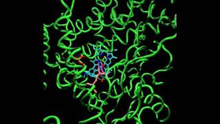 Homology modelling of CYP2D6 [upl. by Afatsom]