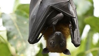 Fruit Bats the flying foxes [upl. by Netsrak486]