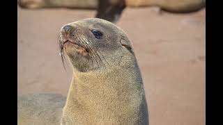 Cape Cross Seal Colony The Untamed Beauty of the Skeleton Coast r62adventuretours [upl. by Arnuad664]