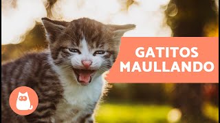 Los mejores MAULLIDOS de GATOS BEBÉS 🐱 ¡Gatitos Maullando Fuerte [upl. by Crystal]