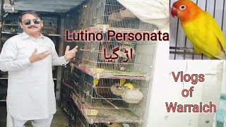 lutino lovebirds lutino Personata bird Vlogs of WarraichShehr Main Dihat [upl. by Iphigeniah346]