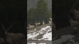 Markhor gorgeous scene  in CGNP Chitral shorts [upl. by Menashem963]