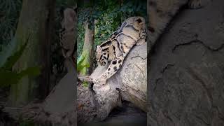 Formosan clouded leopard [upl. by Hoffert844]