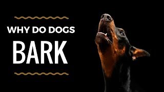 Dogs Barking Sounds To Make Your Dog REACT  34 Breeds Including Yours [upl. by Lexa]