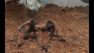 Mexican Fireleg Tarantula Brachypelma boehmei [upl. by Ginder]