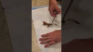 Crested Gecko Tail Drop [upl. by Geri]