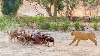 Lions Steal Buffalo from Wild Dogs After Intense Chase [upl. by Elwyn]