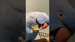 BlueB the Ringneck Parrot Enjoys Pringles 🦜  Cute Parrot Snack Time BlueB parrot petparrot [upl. by Ahsitram]