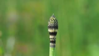 Equisetum hyemale scouring rush [upl. by Abibah]