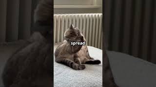 Why Some People Have Cat Allergies cats catlover allergies allergy catvideos catshorts [upl. by Hgielah]