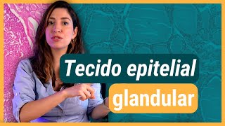 TECIDO EPITELIAL glandular  Histologia [upl. by Pearlstein603]