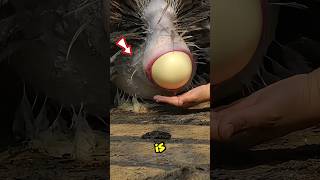 The Secrets of Profitable Ostrich Farming in China shortsviral shortsfeed shortsvideo shorts [upl. by Gnay471]