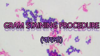 Gram staining Technique procedures in বাংলা  Microbiology [upl. by Laiceps]