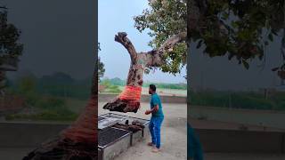 গাছটি 100 বছর ধরে বাতাসে ভাসছে 😱।। Tree in the sky [upl. by Ain]