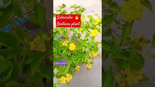 Lantana plants tips and care propagation in hindi 🌸 lantana gardening pepperplants [upl. by Ardnossac900]