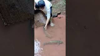 The process of catching grass carp in streams [upl. by Yesnyl594]