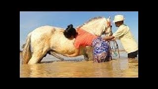 How training basic horse care for beginners  Learning about horse for beginners [upl. by Aened852]