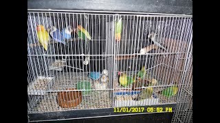 Breeding Lovebirds in the Philippines [upl. by Asselim60]