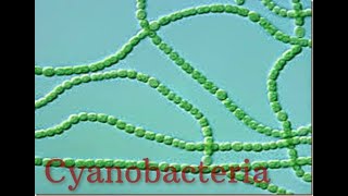 Cyanophyceae  cyanobacteria Eubacteria Biological classification L23 [upl. by Ademordna]