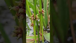 Aquatic Schoenoplectiela auriculata [upl. by Alegnad305]