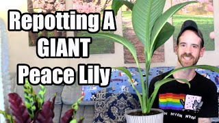 Repotting a GIANT Peace Lily  Spathiphyllum quotSensation  WITH CareInfo [upl. by Ennovad]