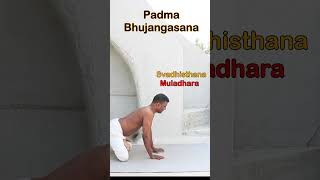 Padma Bhujangasana  Chakra Yoga Vimal [upl. by Mychael]