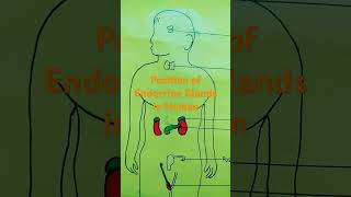 class 8  science  endocrine glands in human body  Project work [upl. by Eecrad546]