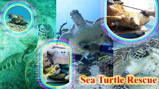 Kind men rescue sea turtles entangled in nets and fishing lines shorts turtle seaturtles pets [upl. by Eugor]