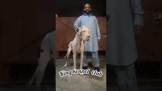 Graden dog bitch for sale contact03005558874 king kennel club [upl. by Nevyar]