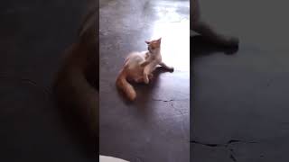 LOSING CONTROL 😂 catsofinstagram catsoftiktok catstagram catslover cat [upl. by Jayson419]