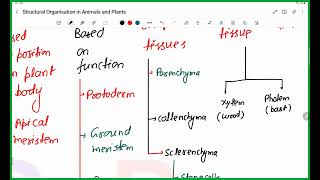 Structural Organisations in animals and plant neet [upl. by Eirrehs]