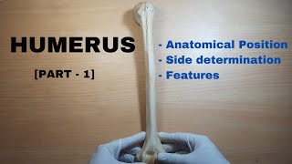 Humerus Bone Anatomy PART 1  Side determination amp Anatomical position  Bones of Upper Limb [upl. by Russom]