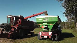 2024 Soybean Harvest Graceville FL [upl. by Maura557]