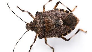 How to Get Rid of STINK BUGS Naturally amp FAST [upl. by Baecher]