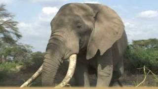 African Elephant [upl. by Strickman]