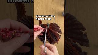 Begonia care tips ✂️☝️ begonia plants tips tipsandtricks plantcare viralshorts subscribe [upl. by Serrell887]