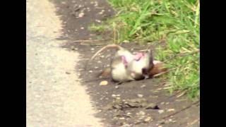 Weasel Mustela nivalis killing Brown Rat [upl. by Ashwin223]