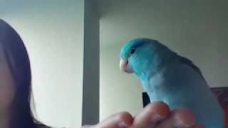 Parrotlet Singing and Dancing [upl. by Arabel737]