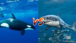 Great White Shark VS Orca [upl. by Noby424]