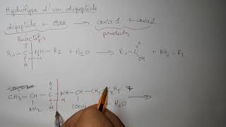 Chap 2  Hydrolyse dun dipeptide [upl. by Assirem]