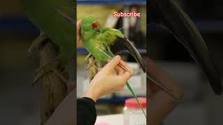 Ringnet parrot 🦜 death art  birds parrot death art sadvideo shorts [upl. by Jacques]