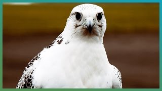 How Fast Is A Gyrfalcon  Earth Unplugged [upl. by Halladba]