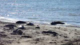 elephant seals mating [upl. by Terrene]