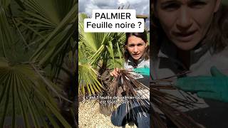 Tutorial tailler un palmier  tutorial palmier taille palmeiras jardin arbre tree plant [upl. by Montana]