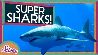 Super Sharks  Amazing Animals  SciShow Kids [upl. by Yuht167]