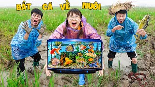 Hà Sam Ra Đồng Bắt Cá Vàng Màu sắc Về Nuôi  Bể Cá Cảnh Siêu Đẹp [upl. by Copland]